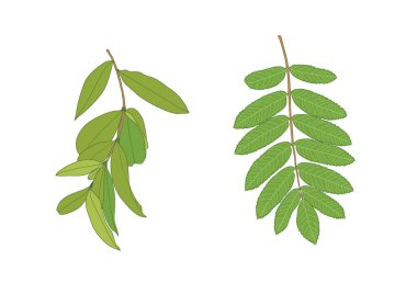 Yeşil, beyaz arkaplan illüstrasyon vektörü üzerinde izole edilmiş taze soyut bırakır