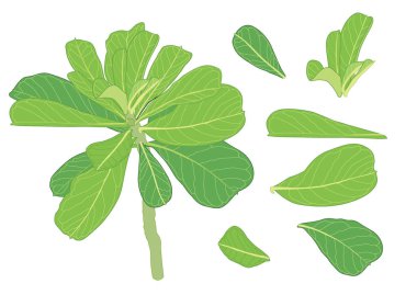 Yeşil, beyaz arkaplan illüstrasyon vektörü üzerinde izole edilmiş taze soyut bırakır