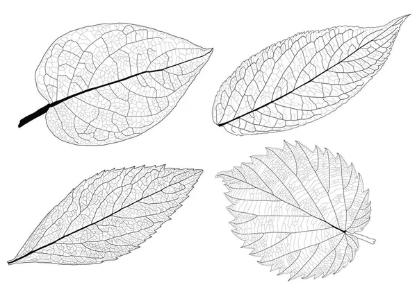 Φύλλα Γραμμή Μονό Φύλλο Και Μαύρο Μοτίβο Φύλλων Φέρει Στο — Φωτογραφία Αρχείου
