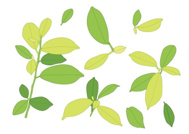 Yeşil, beyaz arkaplan illüstrasyon vektörü üzerinde izole edilmiş taze soyut bırakır