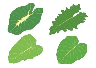 Yeşil, beyaz arkaplan illüstrasyon vektörü üzerinde izole edilmiş taze soyut bırakır