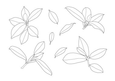 Çizgi tek yaprak ve yaprak deseni siyah beyaz arkaplan illüstrasyon vektörünü renklendirmek için getirir