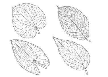 Çizgi tek yaprak ve yaprak deseni siyah beyaz arkaplan illüstrasyon vektörünü renklendirmek için getirir