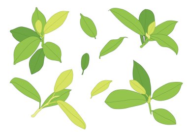 Yeşil, beyaz arkaplan illüstrasyon vektörü üzerinde izole edilmiş taze soyut bırakır