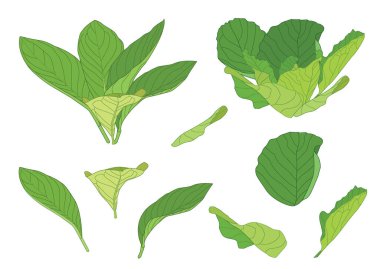 Yeşil, beyaz arkaplan illüstrasyon vektörü üzerinde izole edilmiş taze soyut bırakır