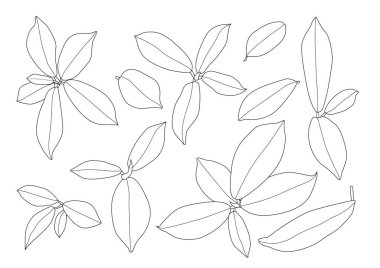 Çizgi tek yaprak ve yaprak deseni siyah beyaz arkaplan illüstrasyon vektörünü renklendirmek için getirir