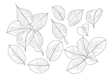 Çizgi tek yaprak ve yaprak deseni siyah beyaz arkaplan illüstrasyon vektörünü renklendirmek için getirir