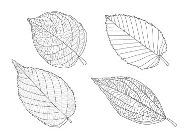 Çizgi tek yaprak ve yaprak deseni siyah beyaz arkaplan illüstrasyon vektörünü renklendirmek için getirir