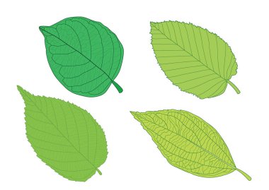 Yeşil, beyaz arkaplan illüstrasyon vektörü üzerinde izole edilmiş taze soyut bırakır