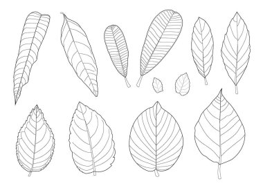 Çizgi tek yaprak ve yaprak deseni siyah beyaz arkaplan illüstrasyon vektörünü renklendirmek için getirir
