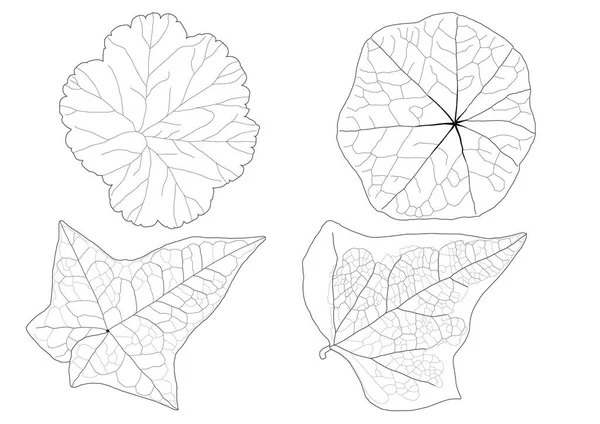 Leaves line single leaf and leaf pattern black Bring to color decorate on white background illustration  paint