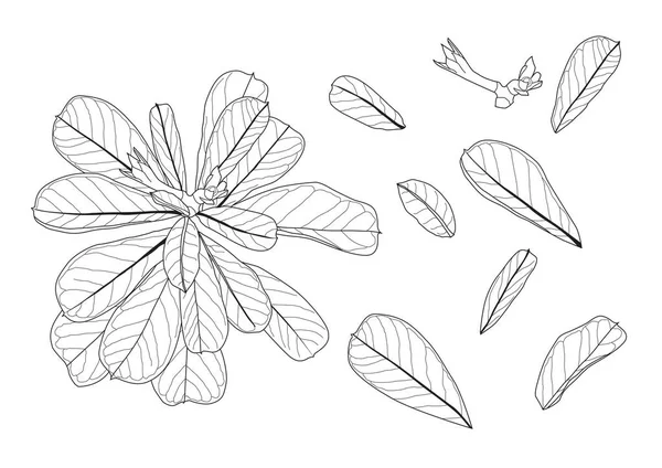 Επενδεδυμένα Φύλλα Μοτίβο Είναι Ένα Μπουκέτο Φρέσκο Λευκό Διάνυσμα Εικονογράφηση — Φωτογραφία Αρχείου