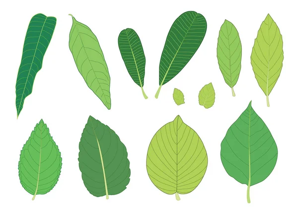Folhas Verdes São Buquê Fresco Fundo Branco Vetor Ilustração — Fotografia de Stock