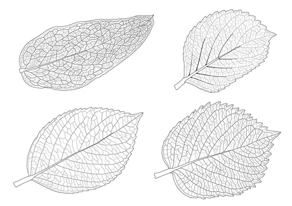 Blätter Linie Einzelne Blatt Und Blatt Muster Schwarz Bringen Farbe — Stockfoto