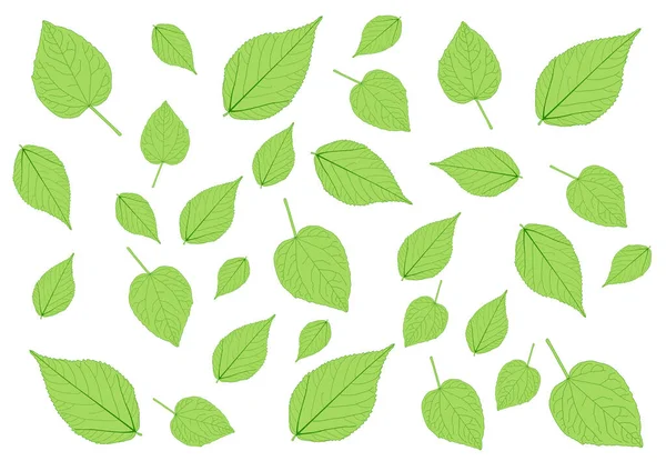 Muchas Hojas Verdes Frescas Patrón Sobre Fondo Blanco Ilustración — Foto de Stock