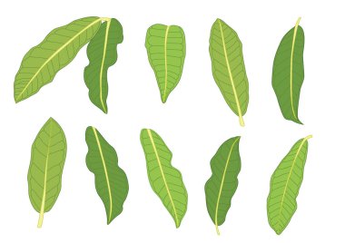 Yeşil, beyaz arkaplan illüstrasyon vektörü üzerinde izole edilmiş taze soyut bırakır