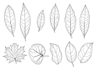 Yaprak ve yaprak desenli çizgileri siyah beyaz arkaplan resimlerini renklendirmek için getirir