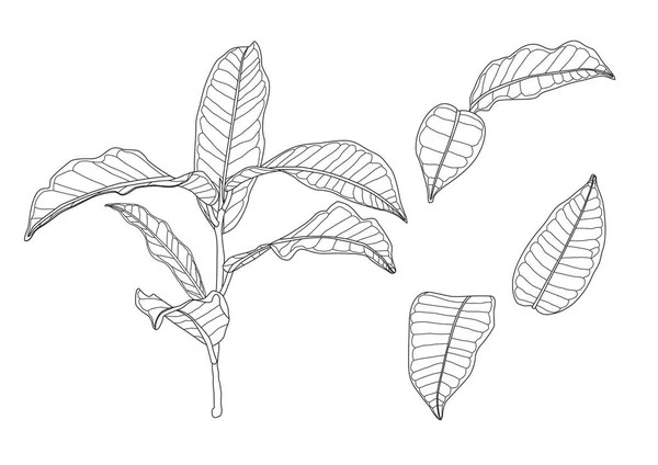 Leaves line single leaf and leaf pattern black bring to color decorate on white background illustration paint