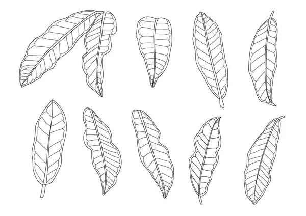 Blätter Linie Einzelne Blatt Und Blatt Muster Schwarz Bringen Farbe — Stockfoto