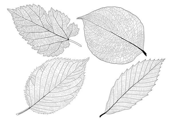 Levelek Vonal Egylevelű Levél Minta Fekete Színre Díszíteni Fehér Háttér — Stock Fotó