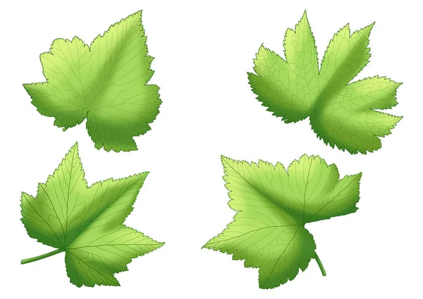 Grün Blätter Frisch Abstrakt Isoliert Auf Weißem Hintergrund Illustrationsfarbe — Stockfoto