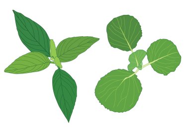 Yeşil, beyaz arkaplan illüstrasyon vektörü üzerinde izole edilmiş taze soyut bırakır