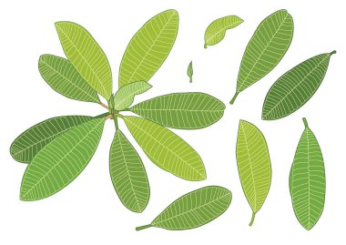 Yeşil, beyaz arkaplan illüstrasyon vektörü üzerinde izole edilmiş taze soyut bırakır