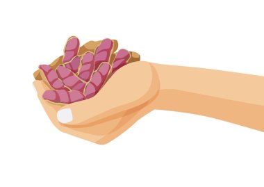 Beyaz arkaplan illüstrasyon vektöründe elde kaynatılmış fıstık