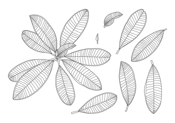 Leaves line single leaf and leaf pattern black Bring to color decorate on white background illustration  vector