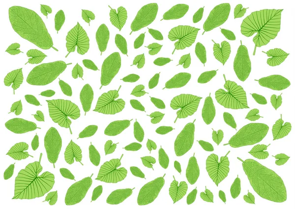 Viele Frische Grüne Blätter Und Muster Auf Weißem Hintergrund — Stockfoto