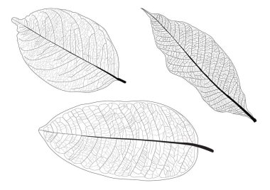 Tek çizgi yaprak ve yaprak deseni siyah beyaz arkaplan illüstrasyonunu renklendirmek için getirir 