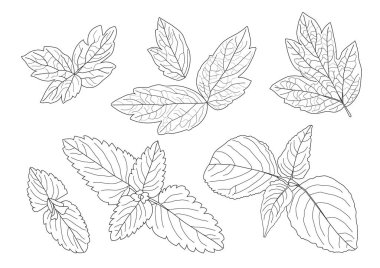 Çizgi tek yaprak ve yaprak deseni siyah beyaz arkaplan illüstrasyon vektörünü renklendirmek için getirir