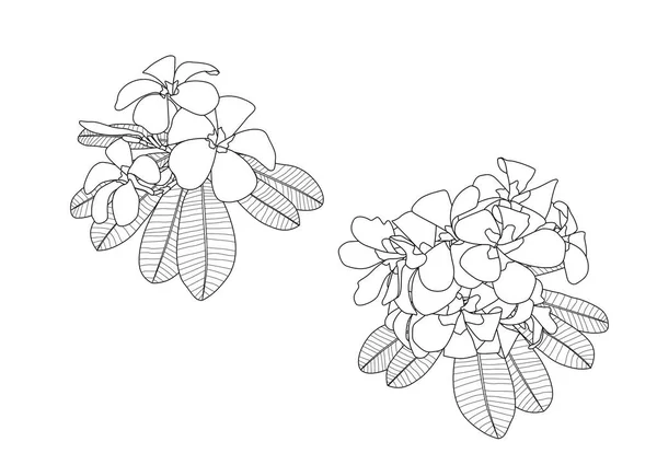 Γραμμή Λουλούδια Frangipani Κοντά Όμορφη Plumeria Λευκό Φόντο Εικονογράφηση Διάνυσμα — Φωτογραφία Αρχείου