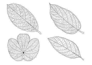 Çizgi tek yaprak ve yaprak deseni siyah beyaz arkaplan illüstrasyon vektörünü renklendirmek için getirir
