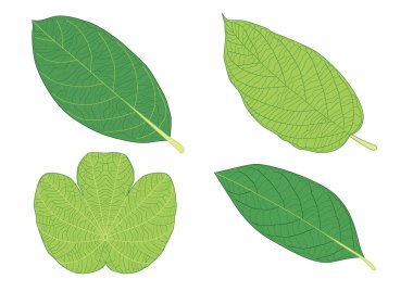 Yeşil, beyaz arkaplan illüstrasyon vektörü üzerinde izole edilmiş taze soyut bırakır