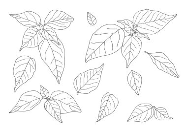 Çizgi tek yaprak ve yaprak deseni siyah beyaz arkaplan illüstrasyon vektörünü renklendirmek için getirir