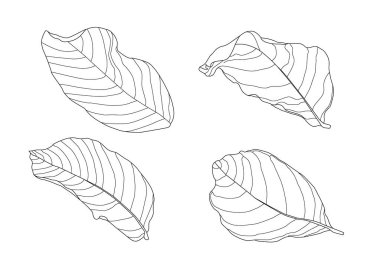 Beyaz arkaplan illüstrasyon vektöründe iskelet yaprakları kuru.