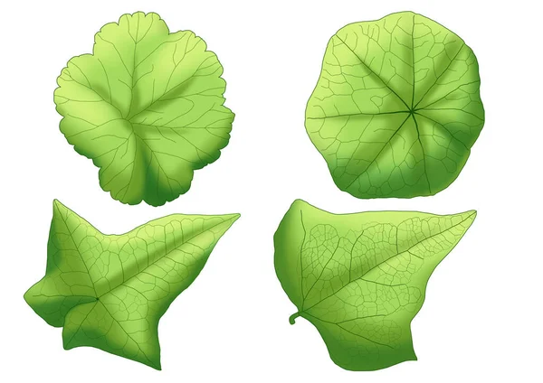 Grün Blätter Frisch Abstrakt Isoliert Auf Weißem Hintergrund Illustration — Stockfoto