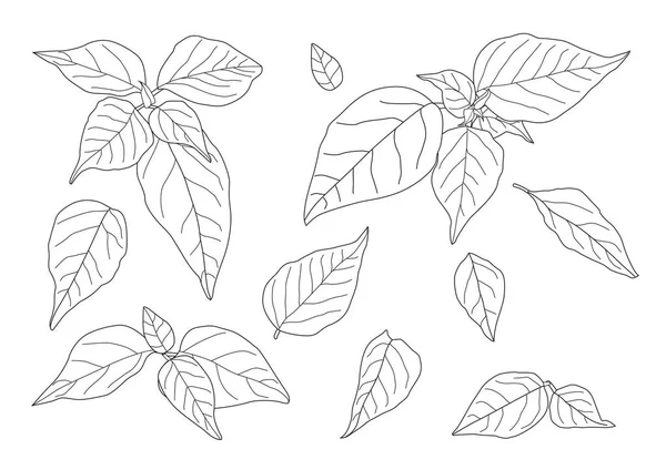 Çizgi tek yaprak ve yaprak deseni siyah beyaz arkaplan illüstrasyon vektörünü renklendirmek için getirir