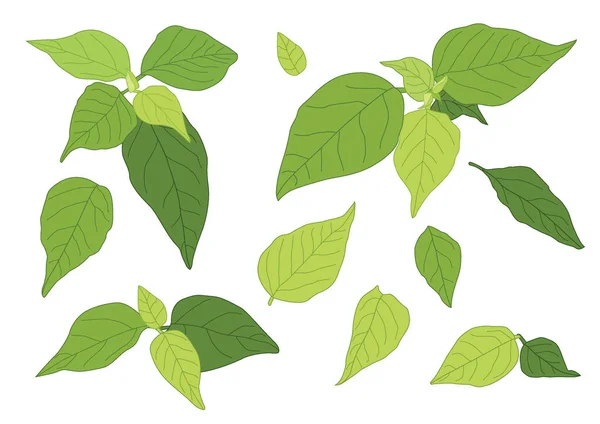 Folhas Verdes Fresco Abstrato Isolado Fundo Branco Ilustração Vetor — Fotografia de Stock