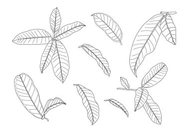 Çizgi tek yaprak ve yaprak deseni siyah beyaz arkaplan illüstrasyon vektörünü renklendirmek için getirir