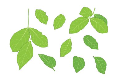 Yeşil, beyaz arkaplan illüstrasyon vektörü üzerinde izole edilmiş taze soyut bırakır