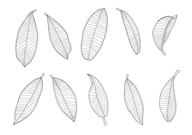 Çizgi tek yaprak ve yaprak deseni siyah beyaz arkaplan illüstrasyon vektörünü renklendirmek için getirir