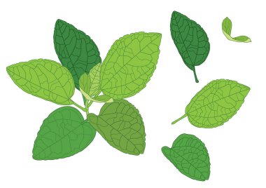 Yeşil, beyaz arkaplan illüstrasyon vektörü üzerinde izole edilmiş taze soyut bırakır