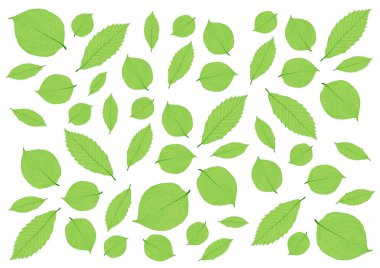 Beyaz arkaplandaki birçok taze yeşil yaprak ve desen