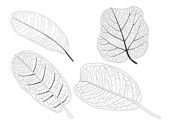 Levelek Vonal Egyetlen Levél Levél Minta Fekete Színre Díszíteni Fehér — Stock Fotó