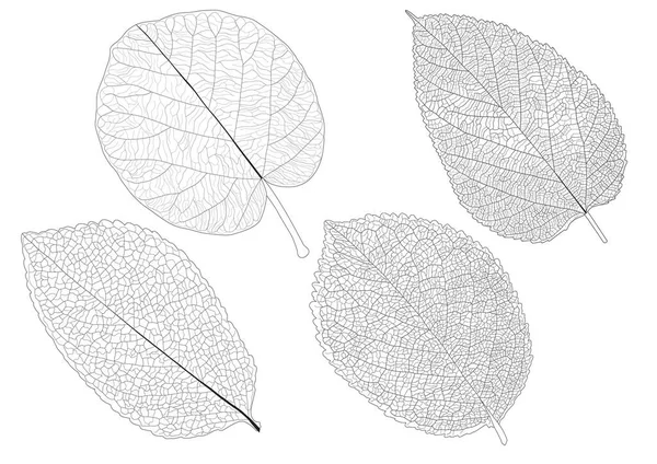 葉は1枚の葉と葉の模様の黒が白を基調に彩りを添えます — ストック写真