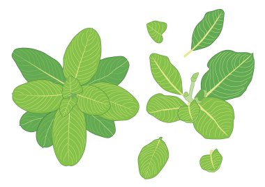 Yeşil, beyaz arkaplan illüstrasyon vektörü üzerinde izole edilmiş taze soyut bırakır