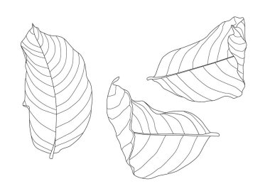 Beyaz arkaplan illüstrasyon vektöründe iskelet yaprakları kuru.