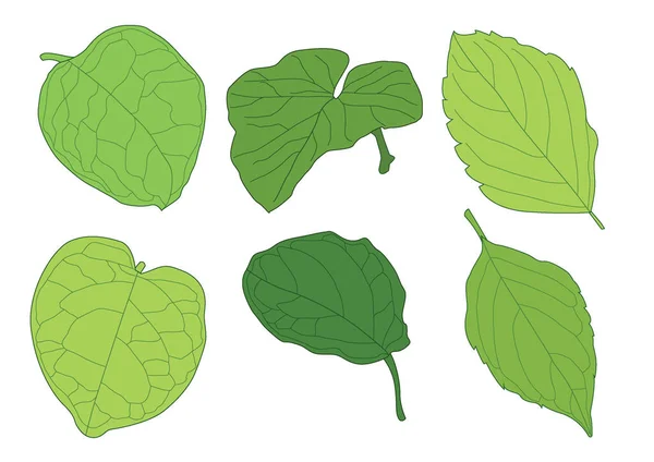 Vert Feuilles Frais Abstrait Isolé Sur Fond Blanc Illustration Vecteur — Photo